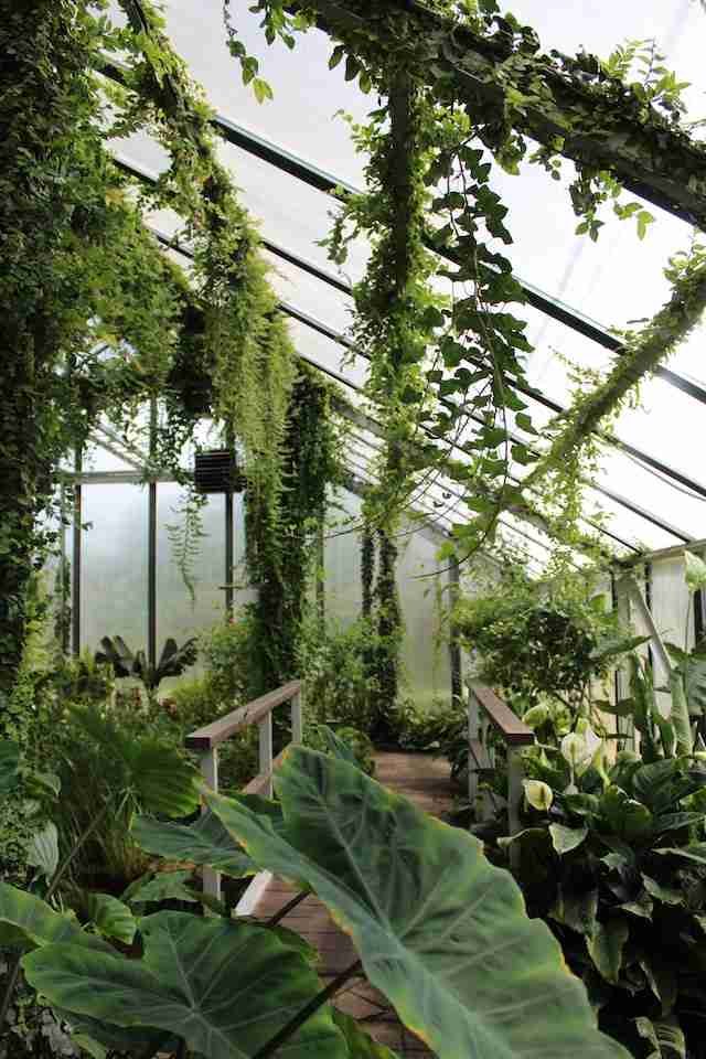 Lush greenhouse and broadleaf plants